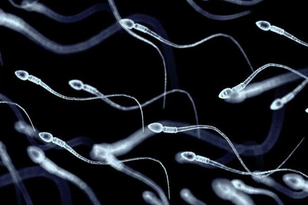 Sperm Stem Cells Were Used for the First Time in an Attempt to Restore Fertility