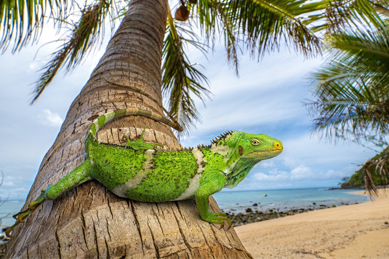 Iguanas Pulled Off ‘Crazy’ Record-Breaking Ocean Voyage, Scientists Say