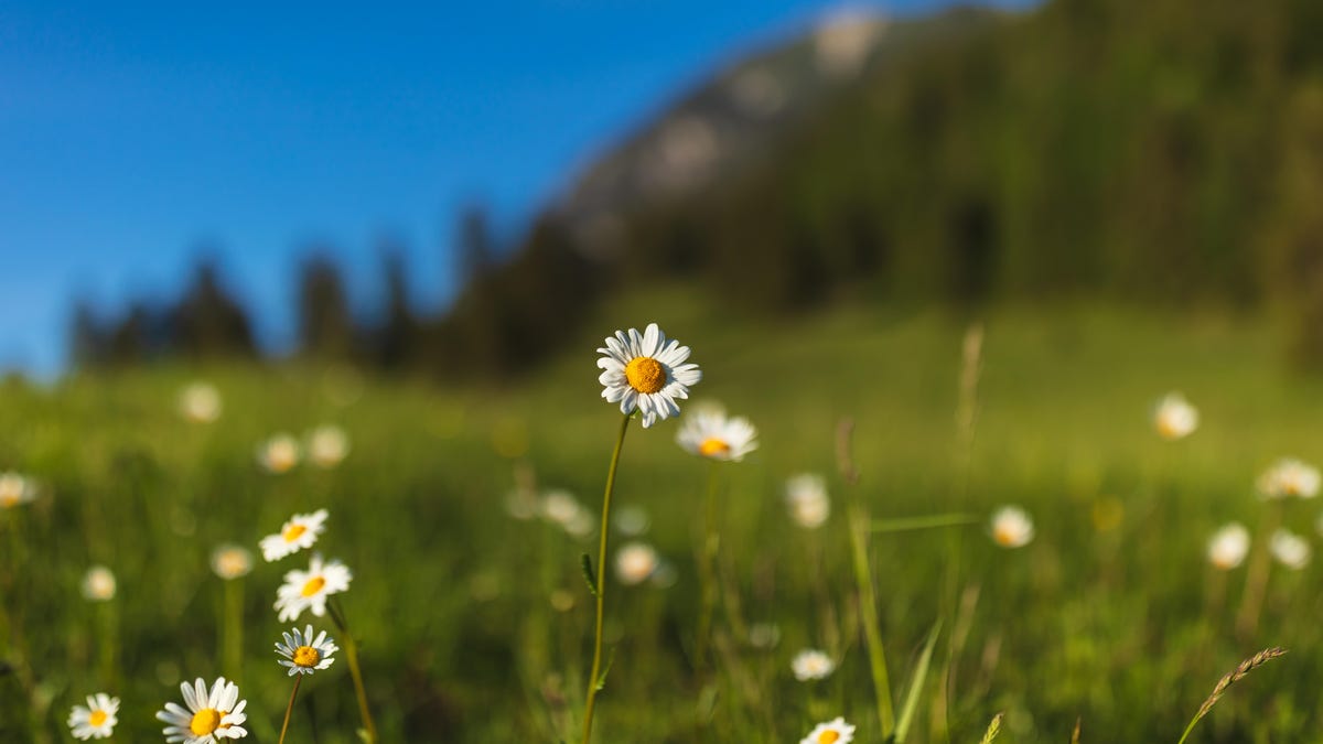 Feeling ‘Off’? This Is Why Springtime Can Affect Your Mood