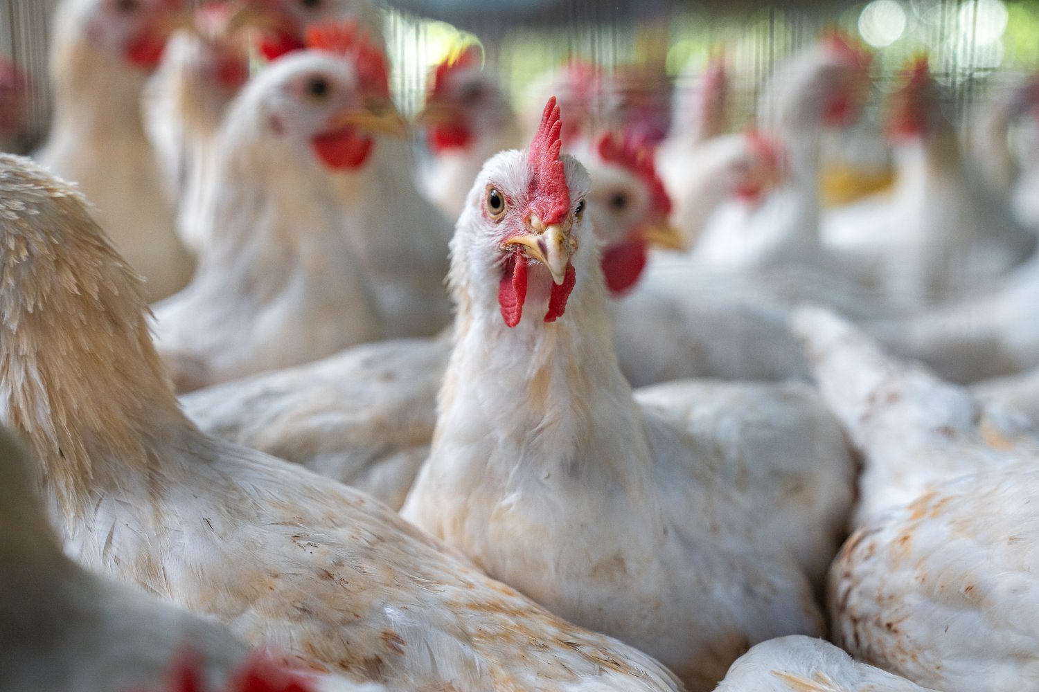 Move Over, H5N1—Another Bird Flu Strain Has Arrived in the U.S.