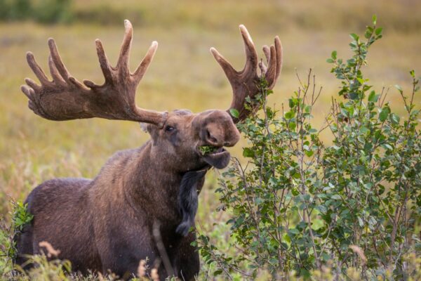 Stop doomscrolling and watch the ‘Great Moose Migration’ livestream
