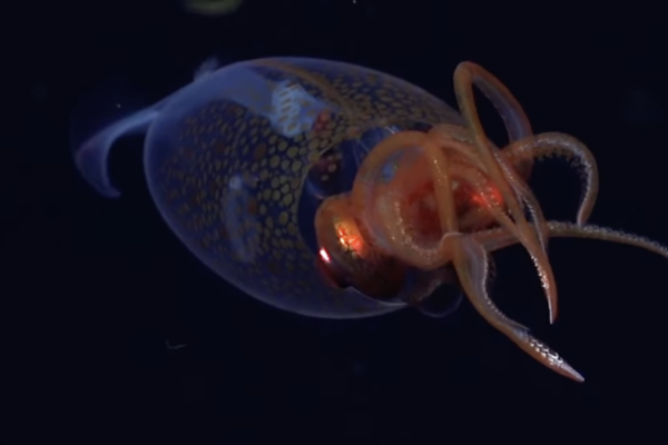 Deep sea craft filmed unprecedented footage of a colossal squid
